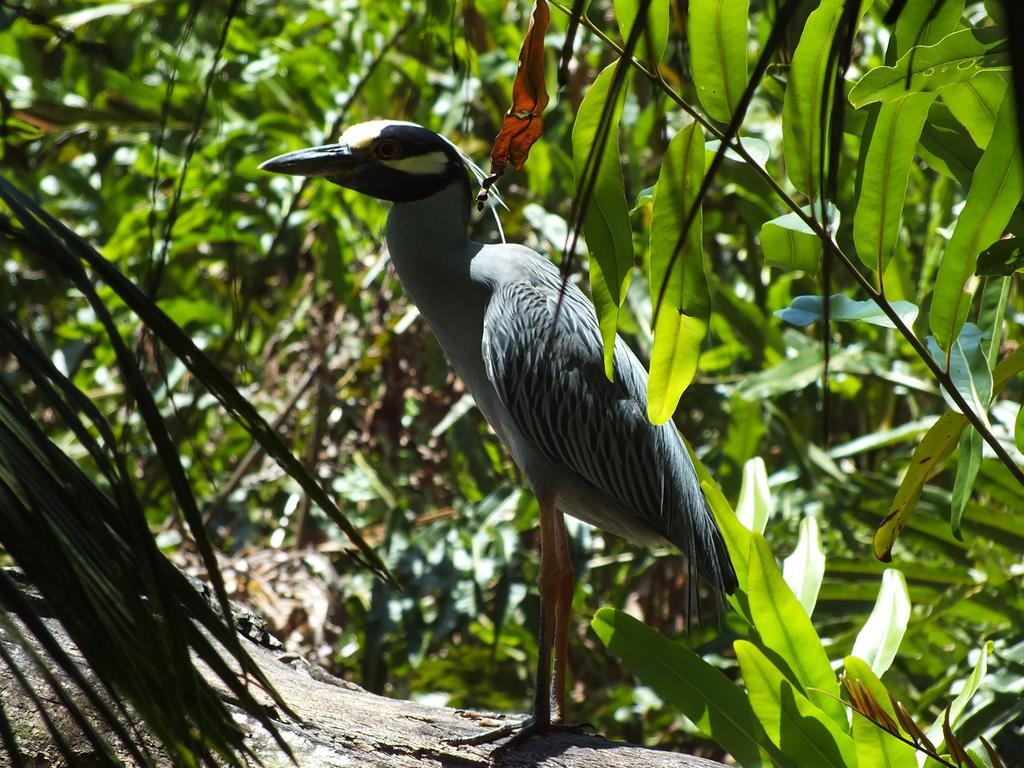 Cabinas Caribe Luna كويتا المظهر الخارجي الصورة