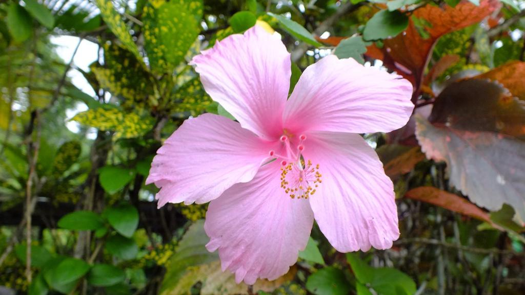 Cabinas Caribe Luna كويتا المظهر الخارجي الصورة