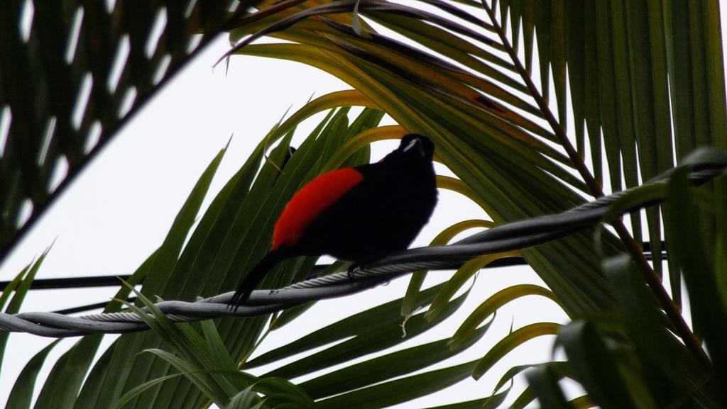 Cabinas Caribe Luna كويتا المظهر الخارجي الصورة