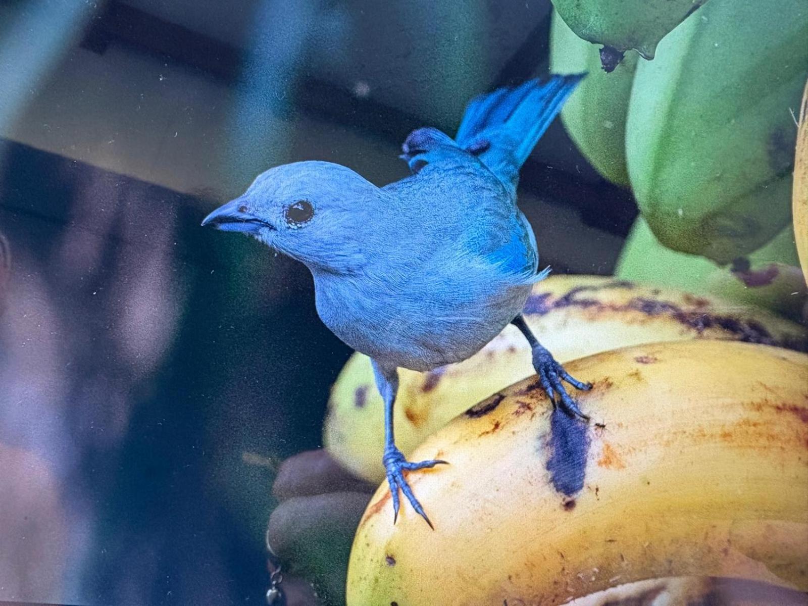 Cabinas Caribe Luna كويتا المظهر الخارجي الصورة